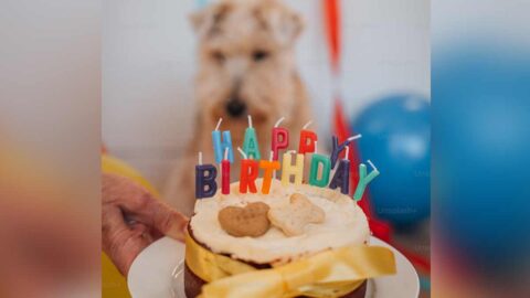 Dog Birthday Ideas