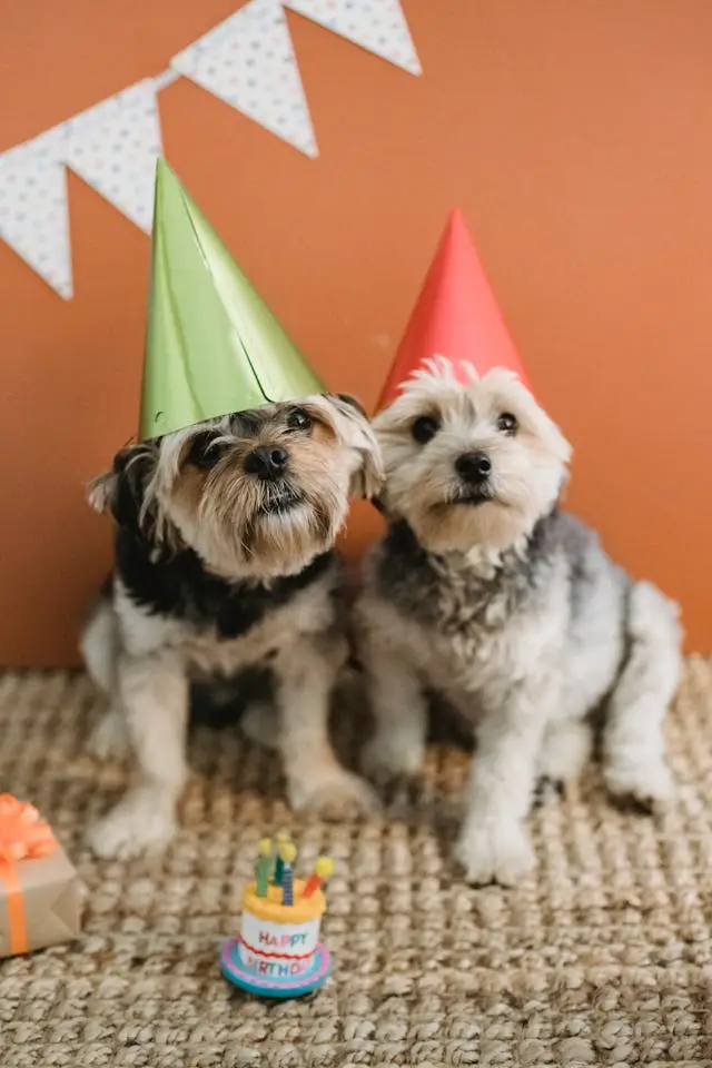 guide-to-celebrating-your-dog-birthday