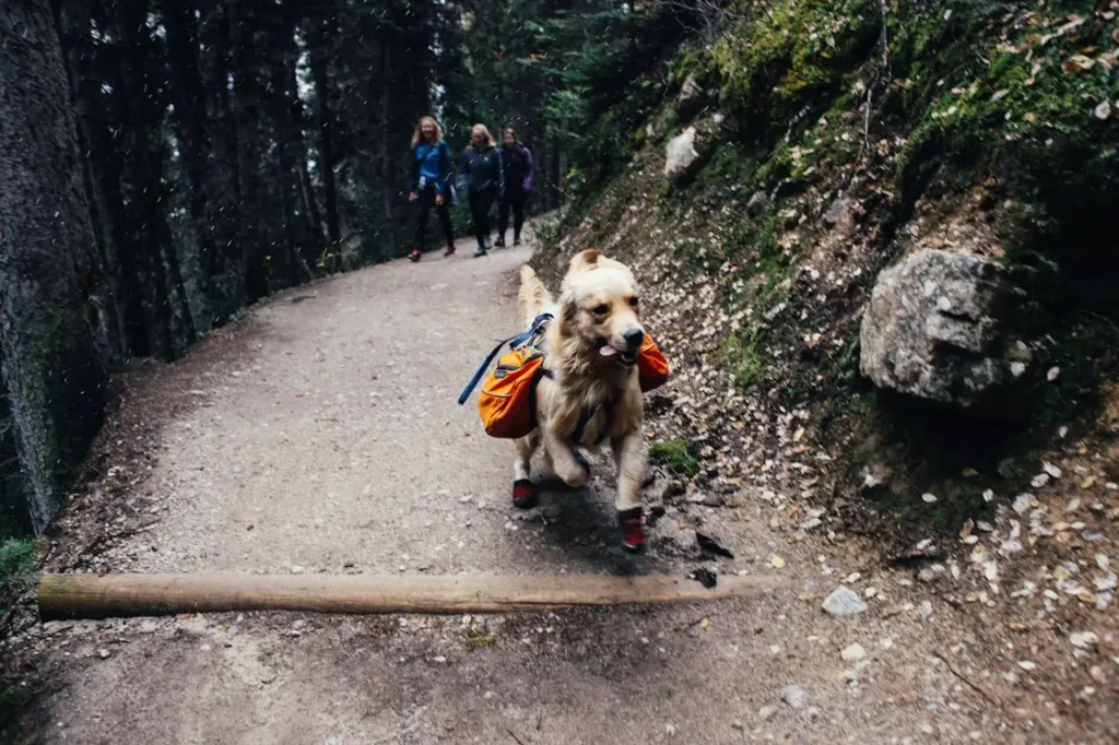 Dog Hiking Backpacks